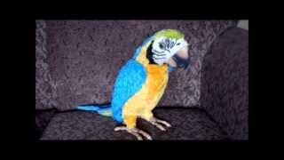 TALKING FURREAL SQUAWKERS MCCAW PARROT [upl. by Nelloc]