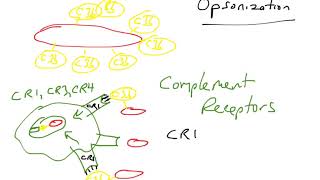 Opsonization via complement proteins [upl. by Stets]