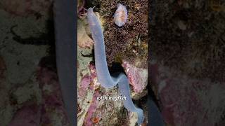 quotHagfish are jawless slimy marine creatures known for producing large amounts of slime hagfish 2 [upl. by Llertal]