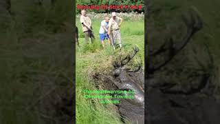 Rescuing Elk stuck in mud at Western Washington river valley USAwildlife elkmudrescue [upl. by Floyd747]