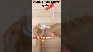 How to work lungs in human respiratory system humanrespiratorysystem workingmodleoflungs lungs [upl. by Bilow361]