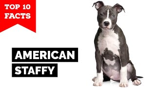 American Staffordshire Terrier  Top 10 Facts Amstaff [upl. by Calendre133]