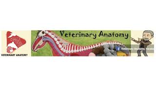 Veterinary Anatomy Channel [upl. by Aivitnahs726]