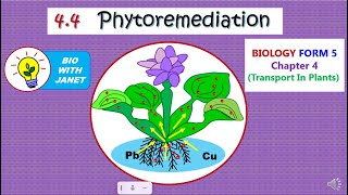 BIOLOGY FORM 5 KSSM Chapter 4 44 PHYTOREMEDIATION [upl. by Trocki]