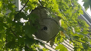 Bucket of death  soapy water vs hornets  dish soap on wasps [upl. by Howie405]