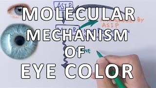 Molecular Genetics of Eye Color [upl. by Li992]