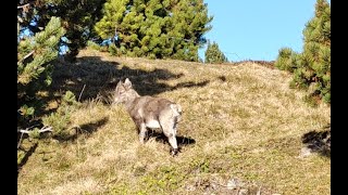 Niederhorn am Nachmittag [upl. by Aihk]