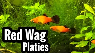 Red Wag Platy Tank Breeding Fail [upl. by Esimorp661]