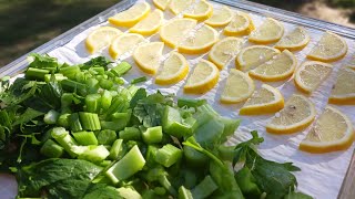 Dehydrating celery in our Cabelas Deluxe 10Tray Dehydrator [upl. by Joey]