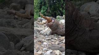 the moment the Komodo dragon almost choked [upl. by Allenad]