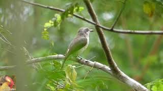 23 Endemic Birds of Sri Lanka [upl. by Keller257]