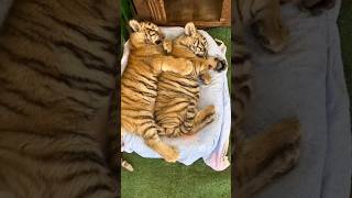 Harimau tidur siang hari lucu love macan harimau videoshortslive jazz song [upl. by Fisa432]