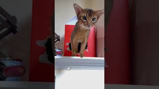 BeastAbyssinian cat 😼😻shots cat abyssinian animals stud catbreeds catlover [upl. by Nilyac]