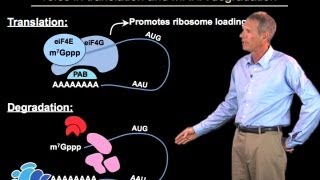 Regulation of mRNA degradation  Roy Parker BoulderHHMI [upl. by Lewendal]