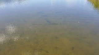 Fly Fishing Big Snook during Tampa Bay negative low tide [upl. by Atirec]