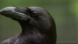 The Raven Stealing Spying and Bluffing  Extraordinary Animals  BBC Earth [upl. by Laurie]