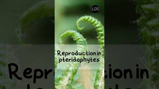 Reproduction in Pteridophytes Class 11 Biology  Plant Kingdom shorts biology [upl. by Julietta865]