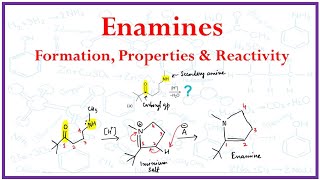 Enamine Formation properties and Reactivity [upl. by Ijnek]