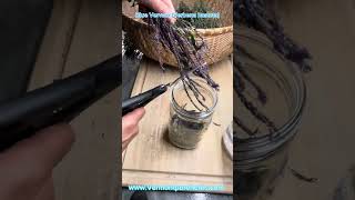 Blue Vervain Verbena hastata How to identify harvest and make a tincture [upl. by Solis]