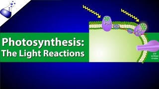 The Light Reactions of Photosynthesis [upl. by Nylrad682]