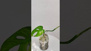 Monstera adansonii  Broken heart 💔 Water propagation shorts monsteraadansonii yt [upl. by Yerga]