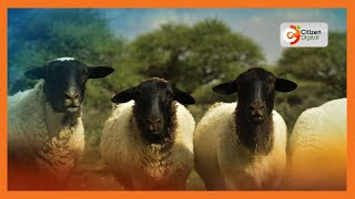 Kenyas Gold  Dorper Sheep cross breeding and breed improvement  Gold Chat Part 1 [upl. by Eeniffar]