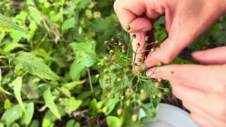 How to harvest Figwort Scrophularia seeds [upl. by Adlare]