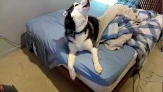 Siberian Husky Whining And Howling [upl. by Natloz70]