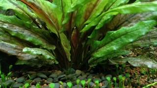 Cryptocoryne wendtii Green Gecko [upl. by Liba]