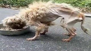 Amazing Transformation Of Starving Dog After Rescued Dog Rescue Stories [upl. by Wrench]