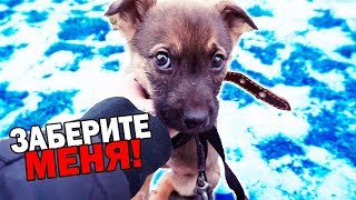 Спасение щенка Собачка ищет дом  SANI vlog [upl. by Ssenav348]