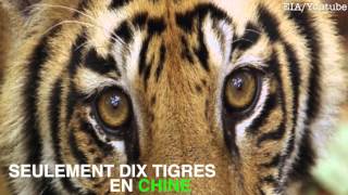 Les tigres menacés par la médecine traditionnelle chinoise [upl. by Atnwahs]