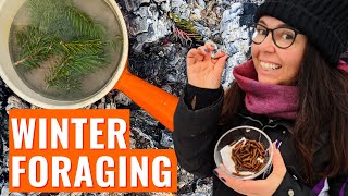 WINTER FORAGING Wild Food in Nova Scotia Canada [upl. by Cassey]