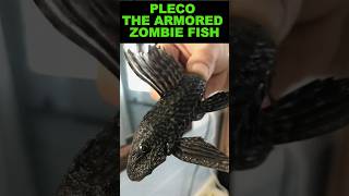 Pleco  The Armored Zombie Fish [upl. by Cherie125]