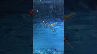 Pipefish dancing together breeding pair of candy stripe pipefish nature pipefish beautiful [upl. by Anaeel]