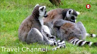 Lemur  Ring Tailed Lemur  Lemur Sounds  🐒 🐵Cute baby Lemur  Lemur Madagascar [upl. by Nomzed]