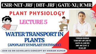 Water Transport in Plants  Apoplast Symplast Transmembrane Pathway  Xylem  Plant Physiology [upl. by Anelrahs]