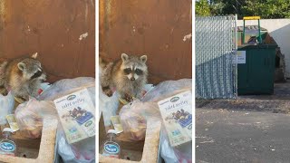 Adorable Raccoon Rescued From Dumpster [upl. by Gonsalve661]