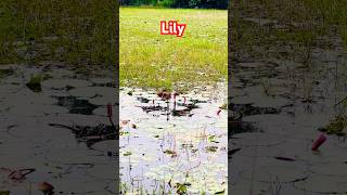 LILY foryou ytshorts youtubeshorts [upl. by Tatianna183]