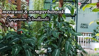 Merawat dan memperbanyak syngonium wendlandii  Lengkap [upl. by Allac]