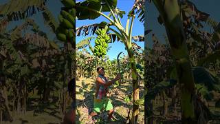 How bananas are cut food episode 2253 😱 food shorts satisfying bananas youtubeshorts [upl. by Naej205]