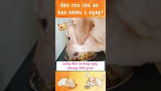 Chó ăn bao nhiêu là đủ  Nên cho chó ăn mấy bữa một ngày  Pet Corner [upl. by Brosy330]