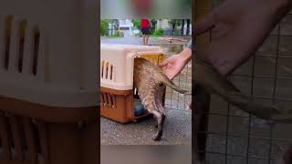 cat cute compassion shorts viralvideo fyp [upl. by Suivatnad304]