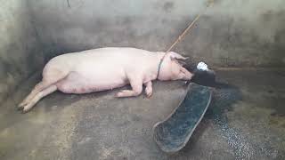 PIGGERY SMALL 🐖 business mothers pig start labor [upl. by Nayr]