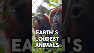 The Loudest Animals Recorded [upl. by Eartha]