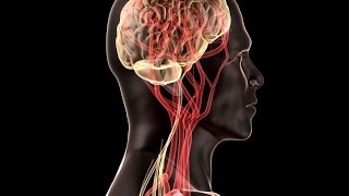 Temporal Arteritis [upl. by Steward819]