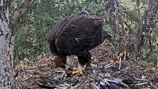 Kaljukotkas 2  Golden Eagle  Hungry eaglet search and try to eat from scraps  July 14 2024 [upl. by Asalocin]