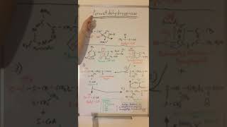 PYRUVATDEHYDROGENASE und CITRATZYKLUS Ein KREISLAUF  Biochemie Now [upl. by Aidile]