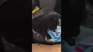 dog playing shorts youtubeshorts shortsvideo most fyp viral trending asmr satisfying pet [upl. by Comfort]