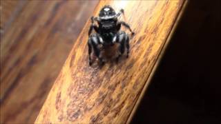 Phidippus Audax the Bold Jumping Spider [upl. by Sirotek956]